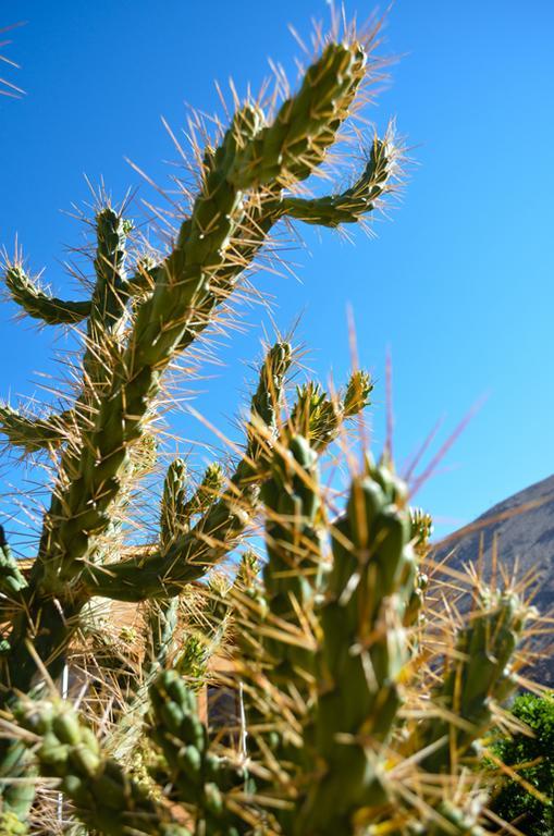 Vila Refugios Pisco Elqui Exteriér fotografie